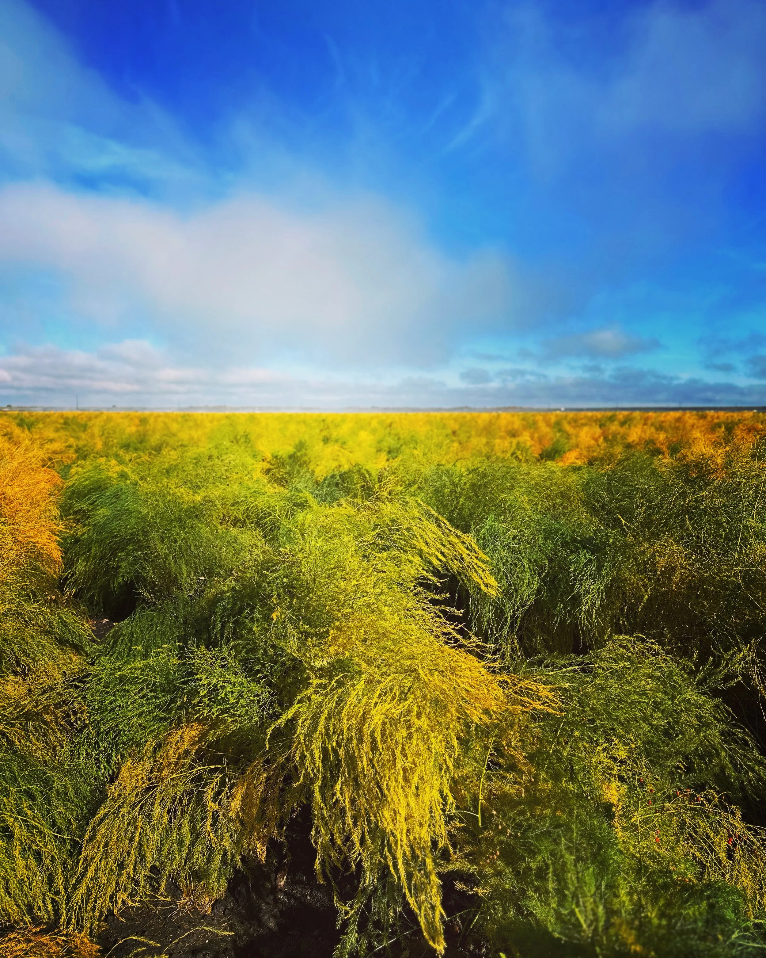 VIF asparagus_December2022.jpg