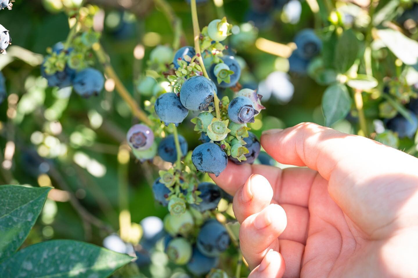 It&rsquo;s another beautiful day out on the island farm. With more great summer weather ahead, this weekend looks perfect for picking fresh 🫐🫐!

Plan your visit soon as our U-pick season is almost over! We&rsquo;re open for picking Wednesday-Sunday