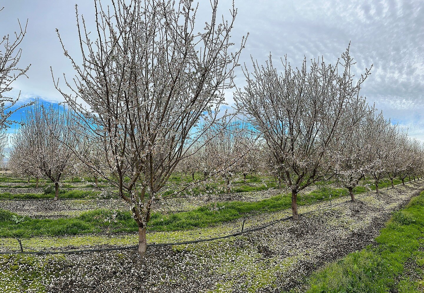 These almond trees are growing up!