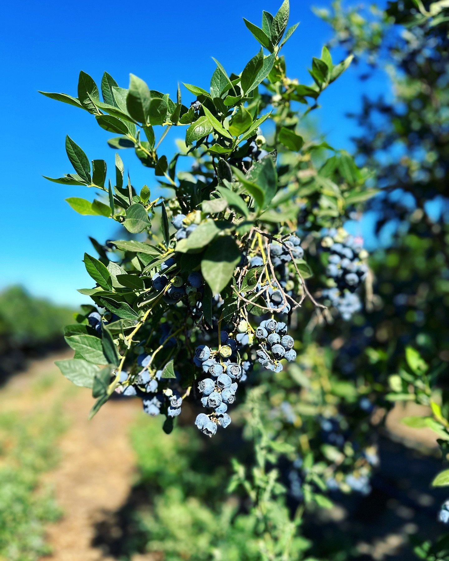 Our 🫐 U-Pick is back open this Friday - Monday for the Holiday Weekend! We have lots of newly ripe berries thanks to the ☀️ weather and are expecting some nice cooler days as we head into the second weekend of the U-Pick season. 

Click over to our 