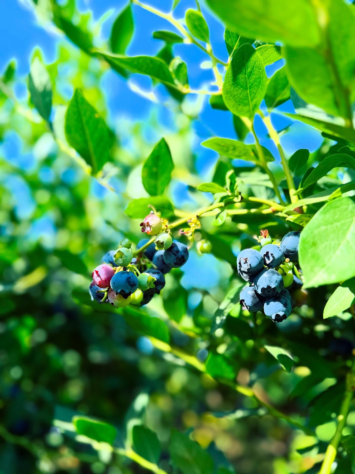 FRESH finds at the farm! Did you know ❔that each blueberry bush in our acres of U-Pick fields will offer 🫐 at different stages of ripeness and size based on sun exposure, wind conditions and more. As we get deeper into the season there is still plen
