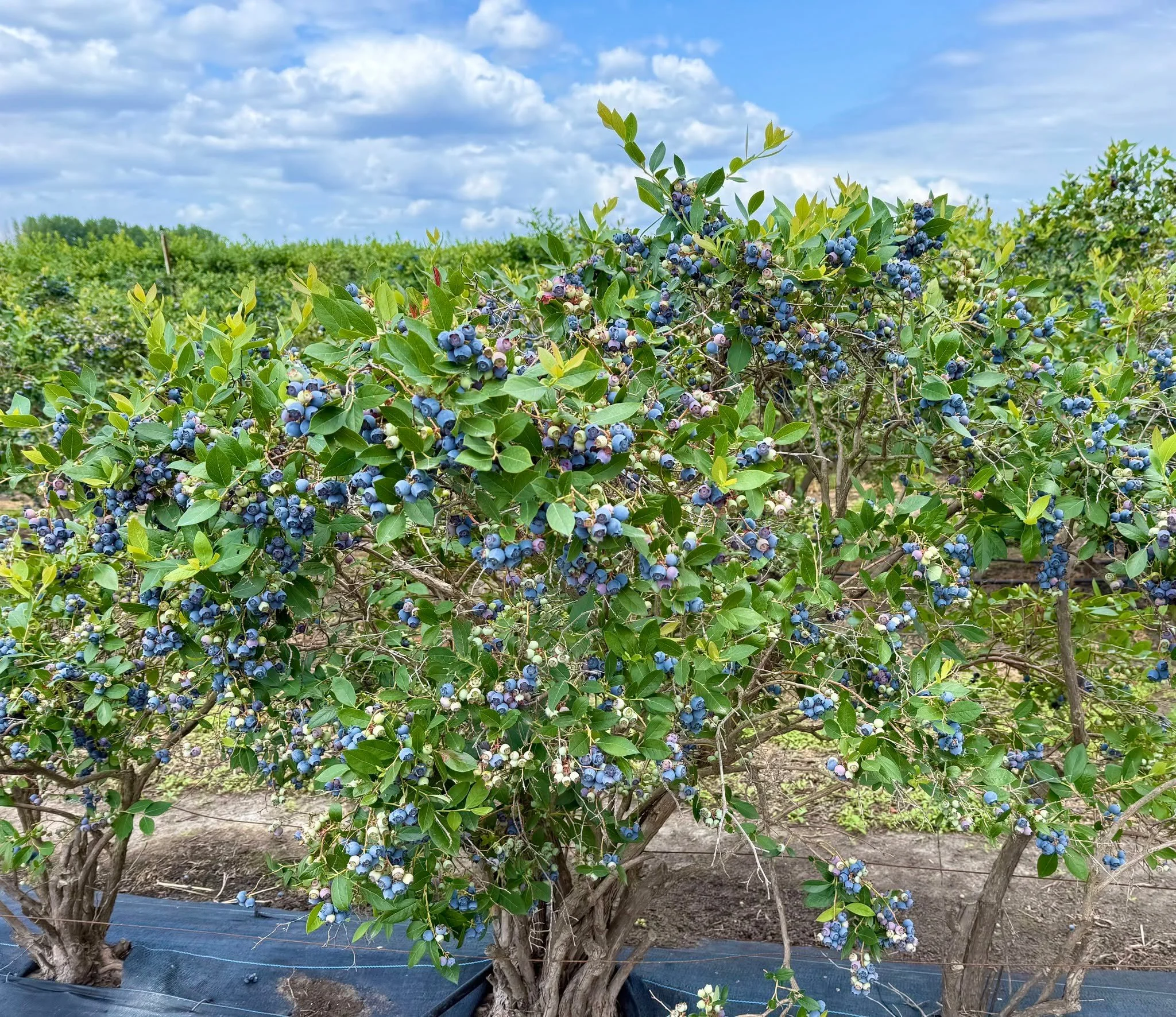 Our 2026 U-Pick GRAND OPENING IS THIS SATURDAY, 5/2! Book your appointment now for the summer harvest season -  we can't wait to see you again for fresh blueberries at the farm! 🫐☀️