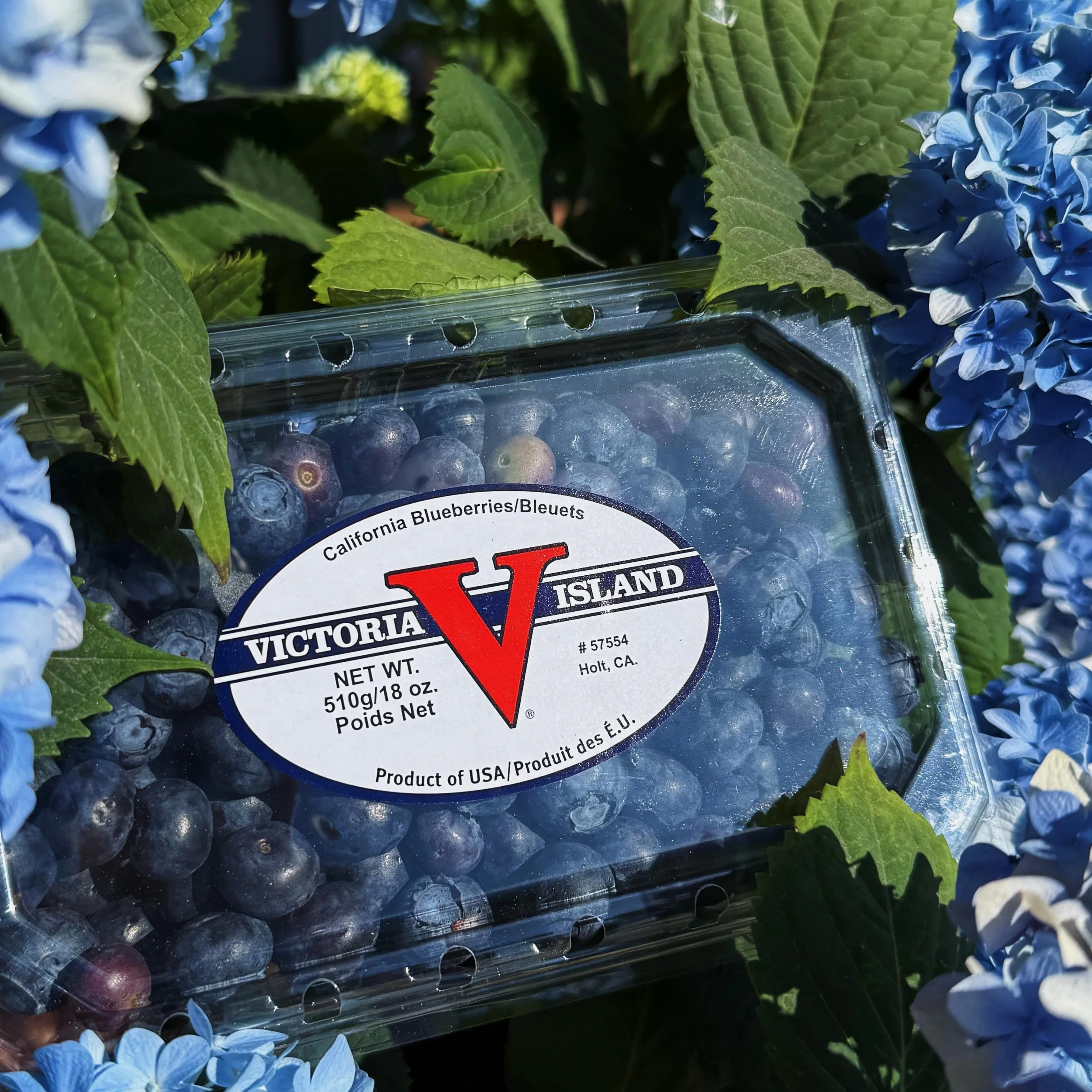Picked, Packed, &amp; Ready to go home with you! 🫐☀️
Our pre-picked blueberries are now available for sale! 
1- 18 oz box $7.50
4- 18 oz boxes $25.00
8- 18 oz boxes $45.00