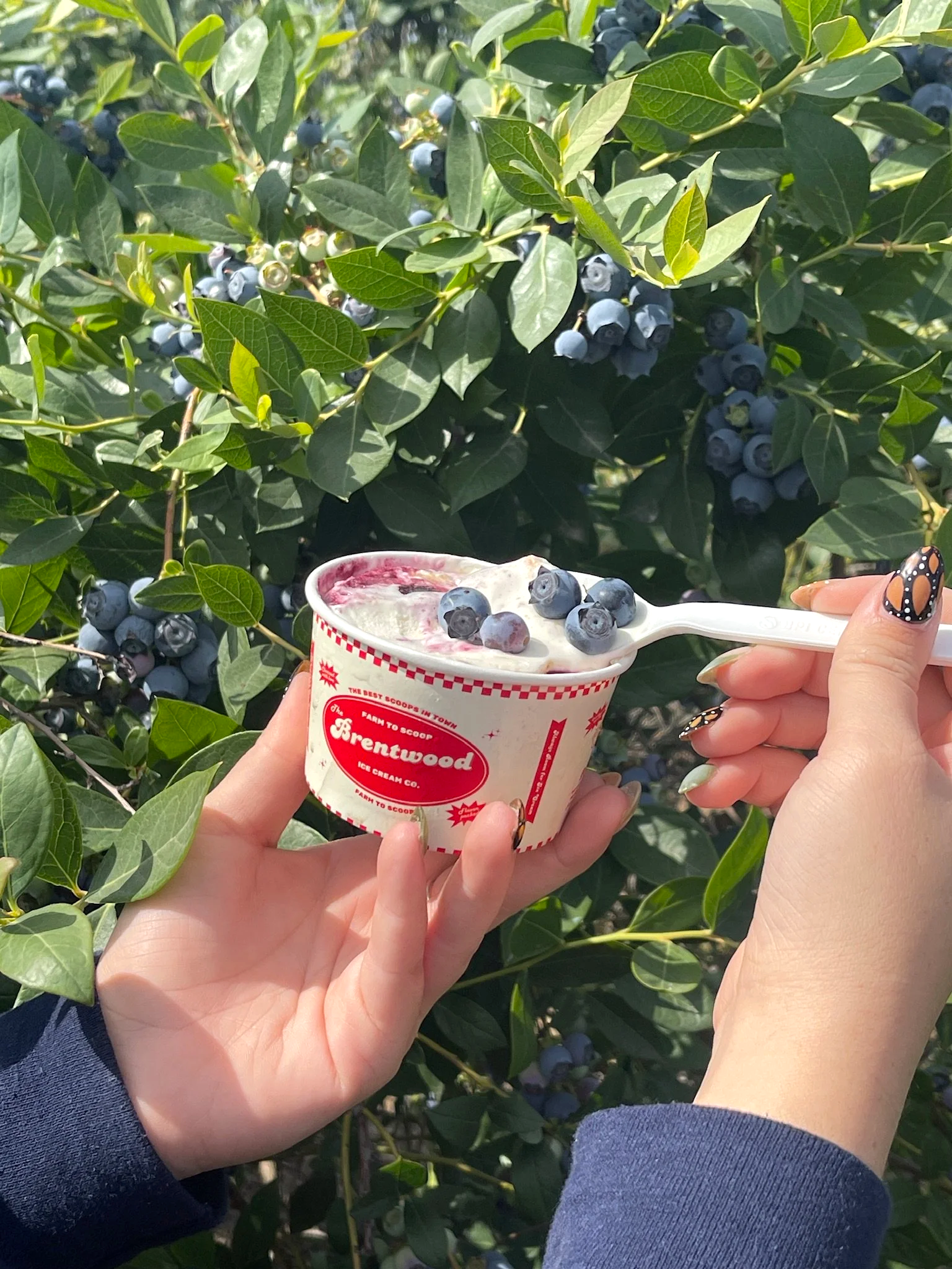 blueberry+cheesecake+ice+cream%2C+berries.png