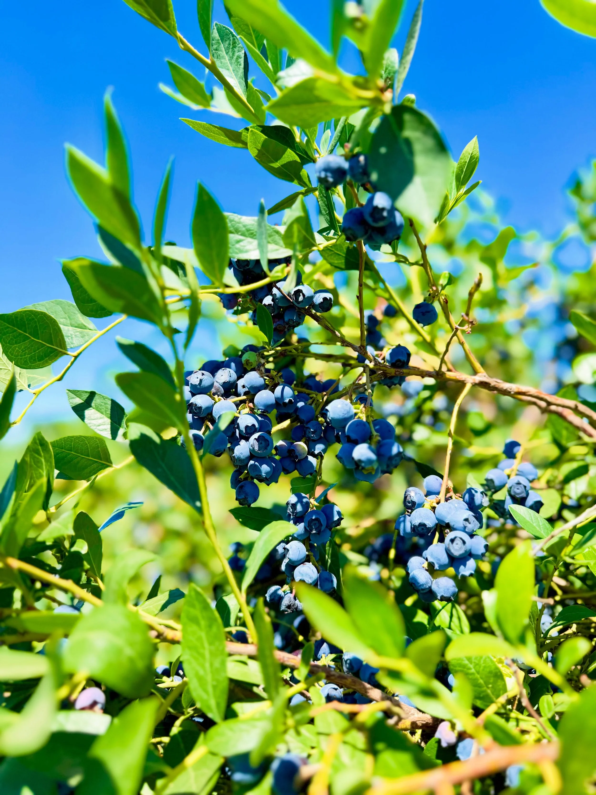 Join us for a 🫐 U-Pick experience during the summer harvest ☀️ Open Friday-Sunday, 8am-5pm in June for a limited time! 

Gather your group and head out to the island farm 🏝️ for sunny skies, the freshest blueberries and summertime fun before the be