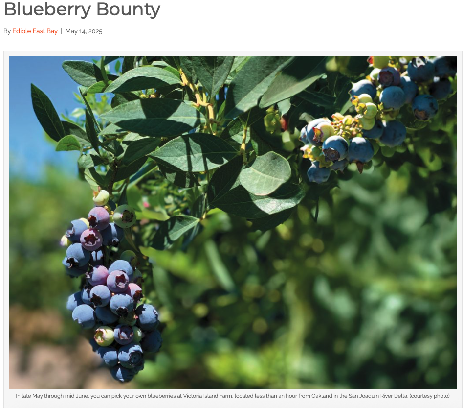Blueberry Bounty Edible East Bay .png