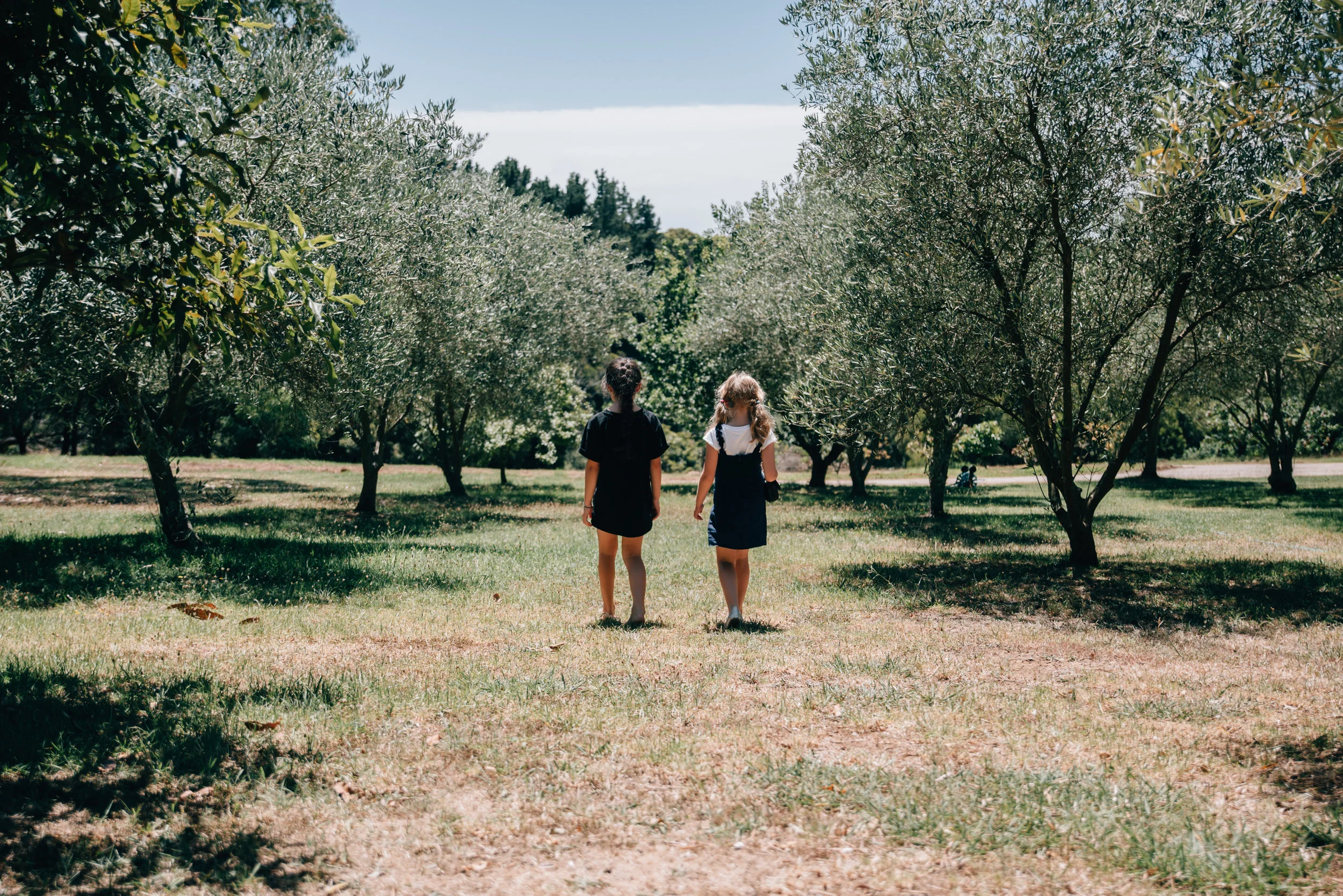 exploring the olive grove.jpg