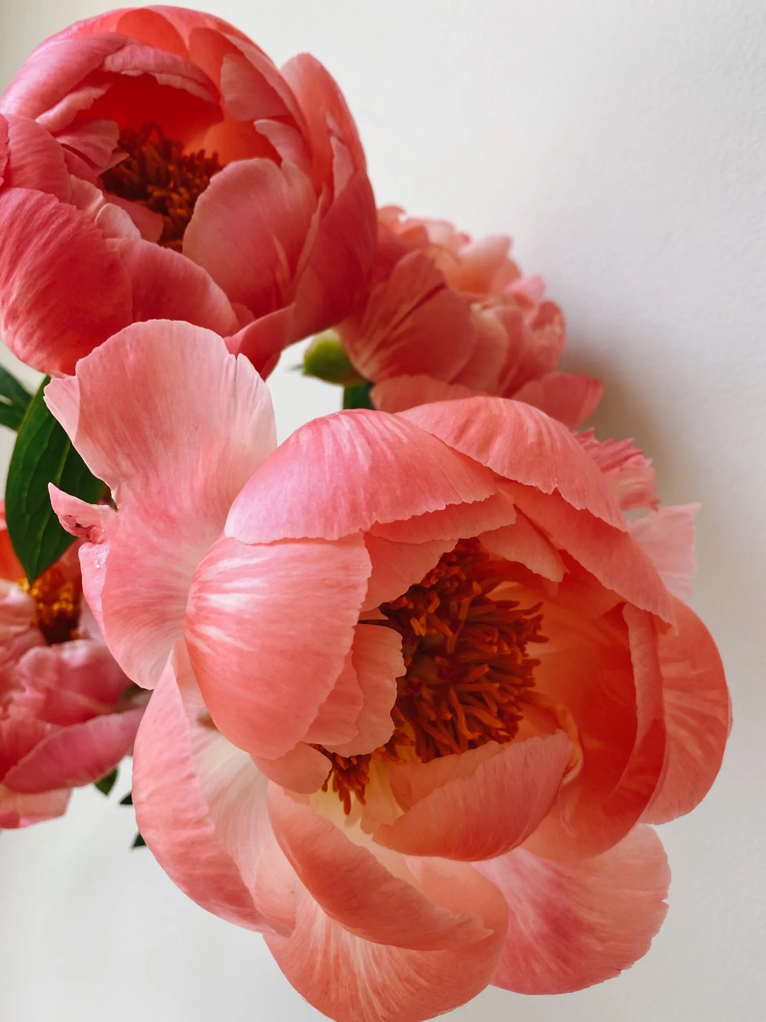 Park &amp; Bloom Fresh Flowers - Hoboken &amp; Jersey City Delivery ONLY