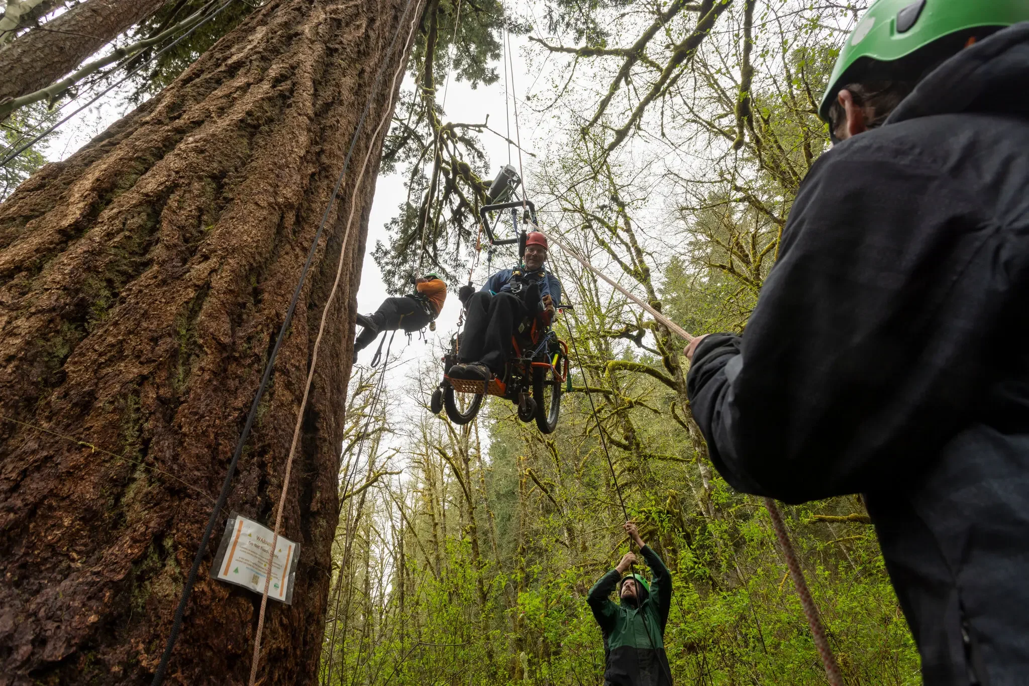 Geoff Babb descends from the ancient tree in his AdvenChair