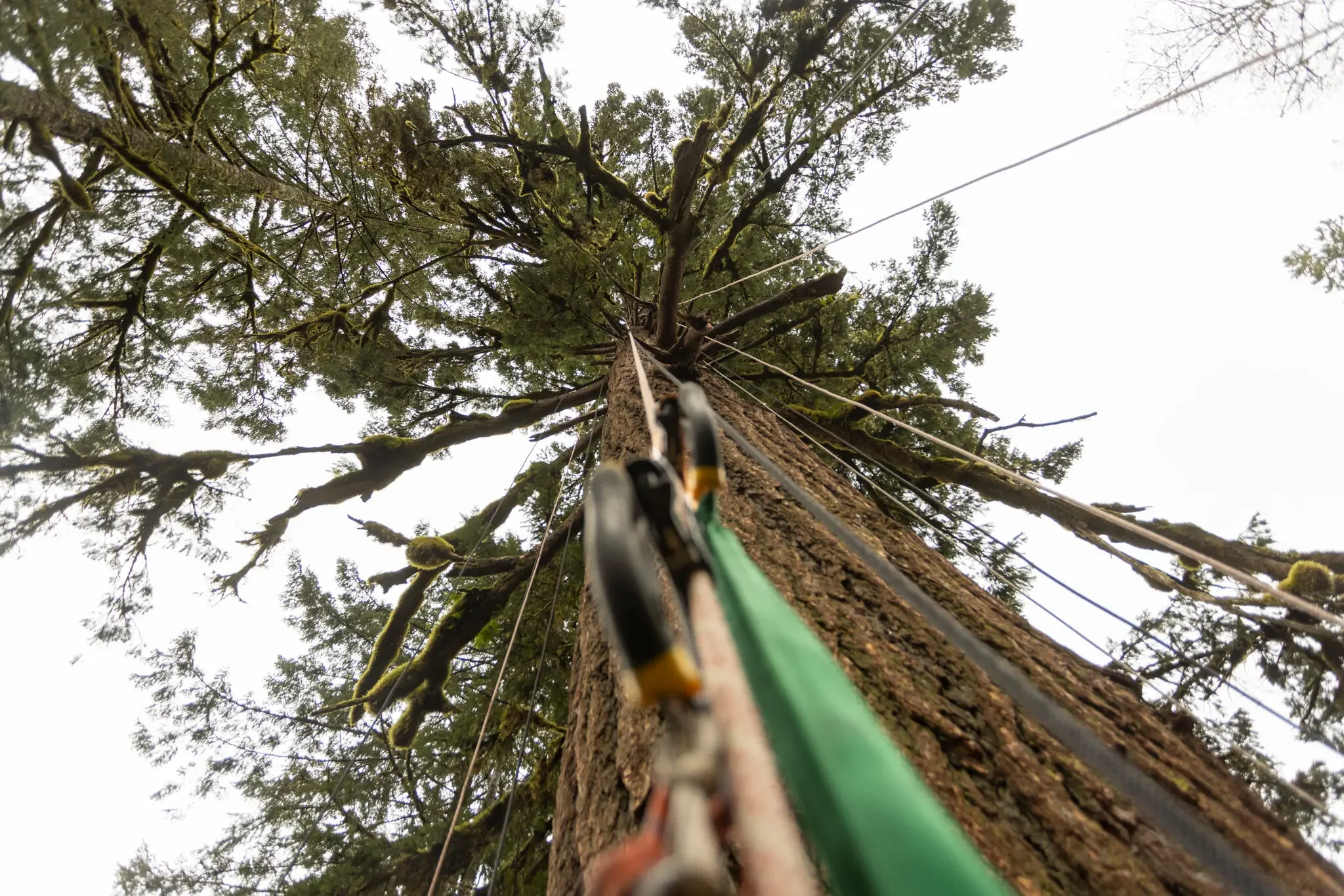 Geoff Babb controls the AdvenChair tree-climbing ascent using an app on his phone
