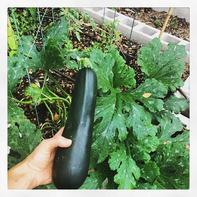 Swami Rudrananda said, &ldquo;today&rsquo;s realizations become tomorrow&rsquo;s compost.&rdquo; We have to surrender everything we attain or else we crystallize. Gardening is sure helping me learn that!  I&rsquo;m grateful we got some amazing zucchi