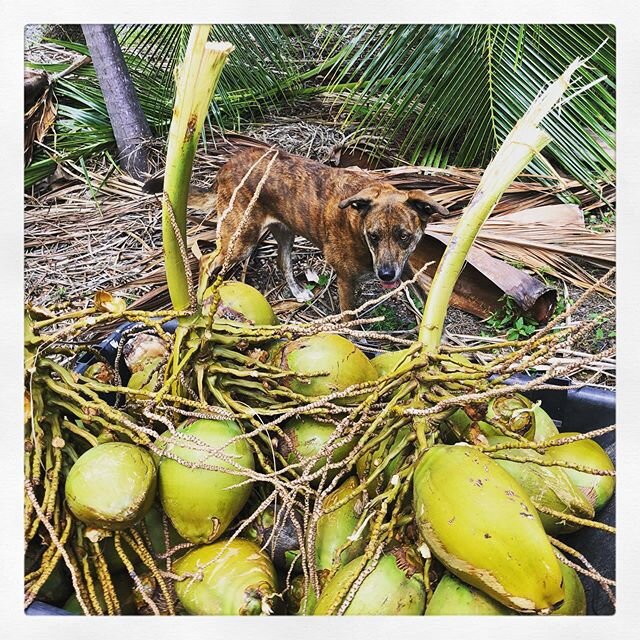 Yay for coconuts!  So grateful for this amazing harvest 💗 We harvested three stocks which ended up being about 65 Coconuts! 🥥🌴💗We love drinking the coconut water, and then scooping out the meat to make coconut milk for frothy coffee, Thai curry, 