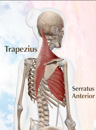 Lesson 1 •&nbsp;Serratus Anterior