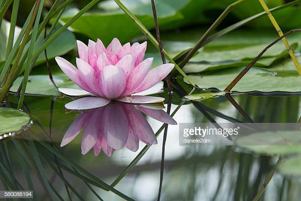 Photo by daniele2dm/iStock / Getty Images