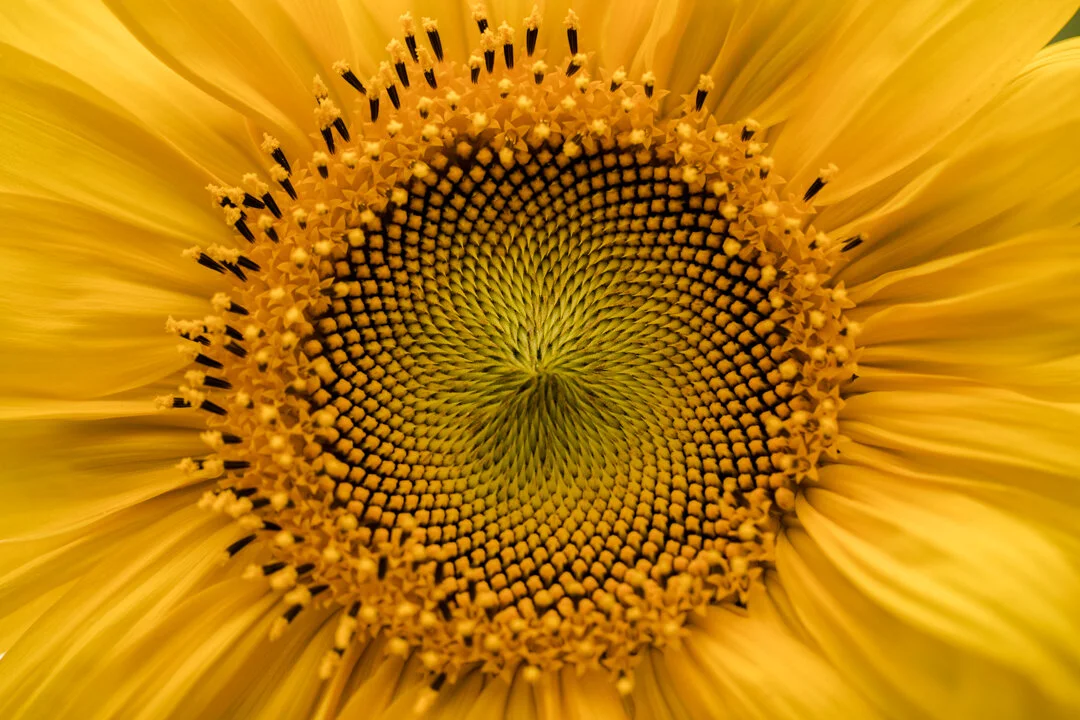Sunflower I