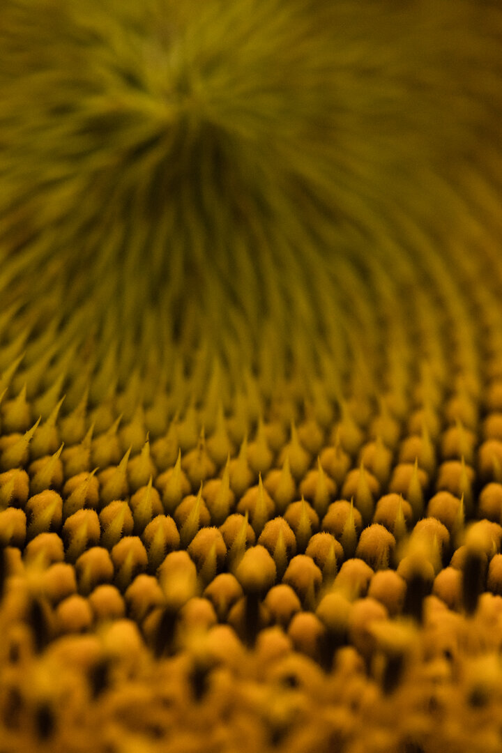 Sunflower II