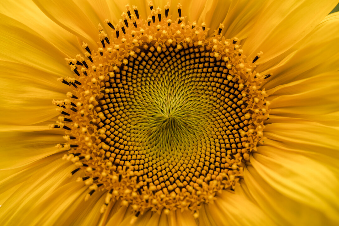 sunflower.01.JPG