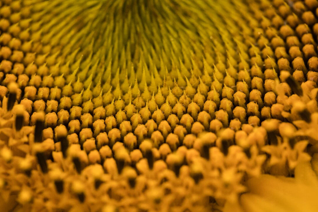 sunflower.03.JPG