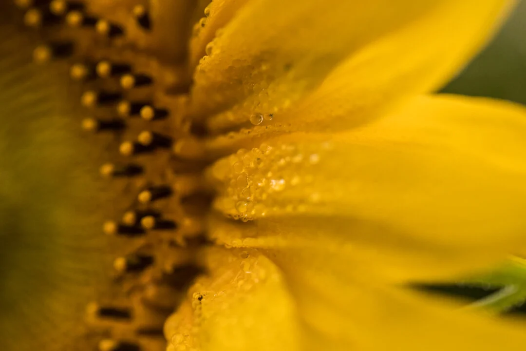 Sunflower IV