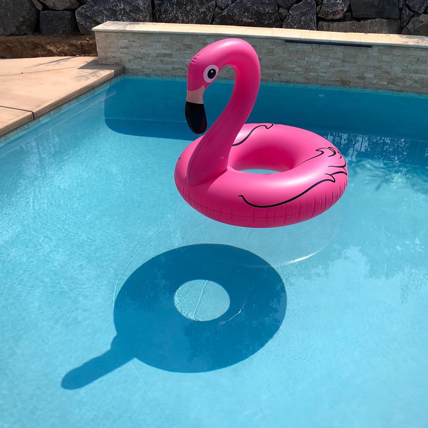 Reminds me of the song &ldquo;You&rsquo;re a flamingo, you stand on one leg...&rdquo;
.
.
.
.
.
#flamingo #pinkflamingo #violentfemmes #pool