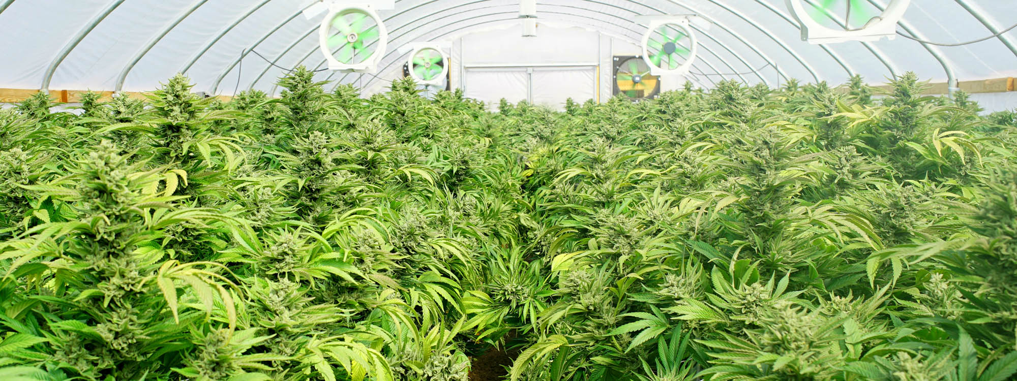 GREENFIELD_HEADER.jpg
