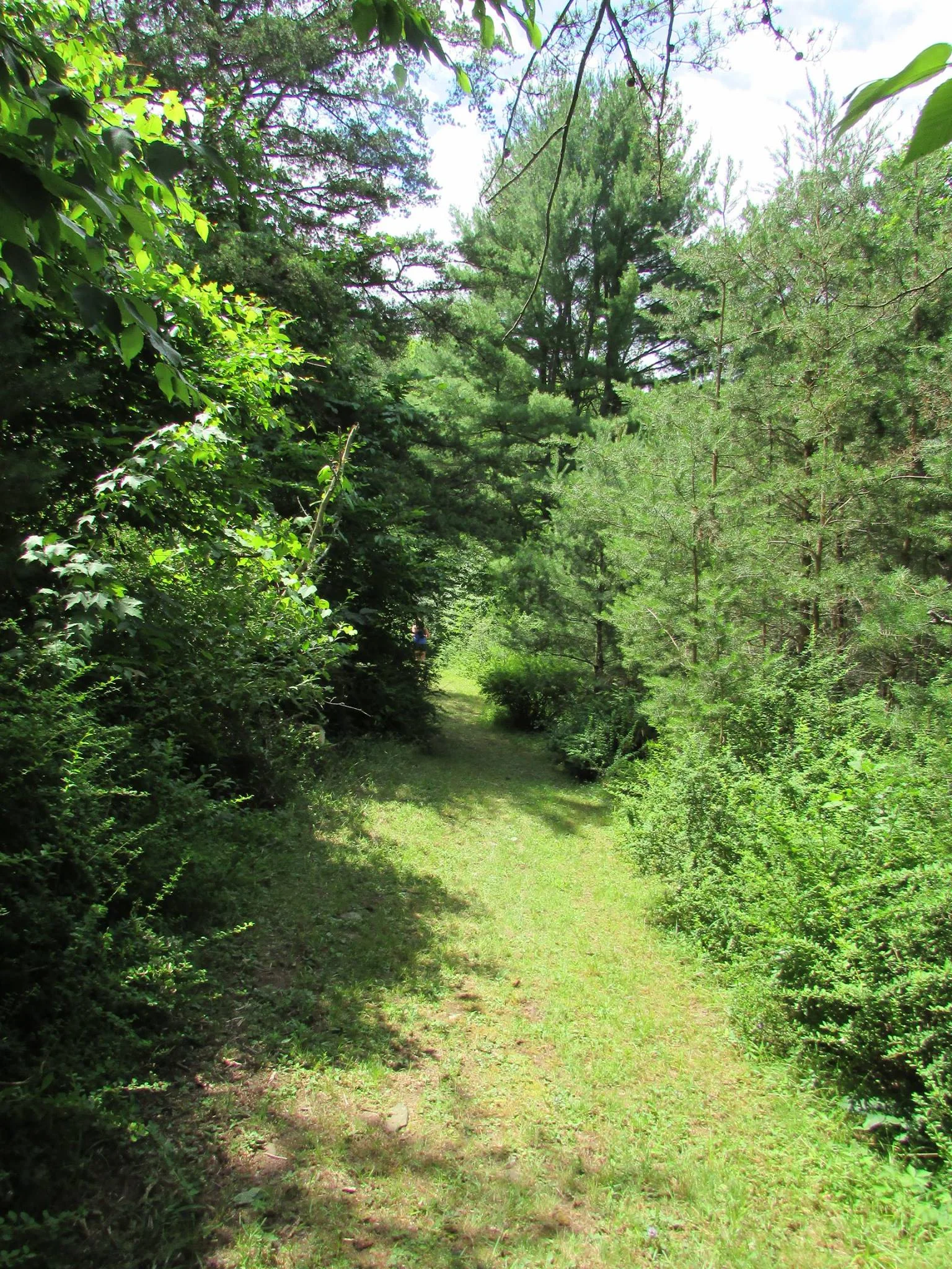 LittlePine_05.JPG