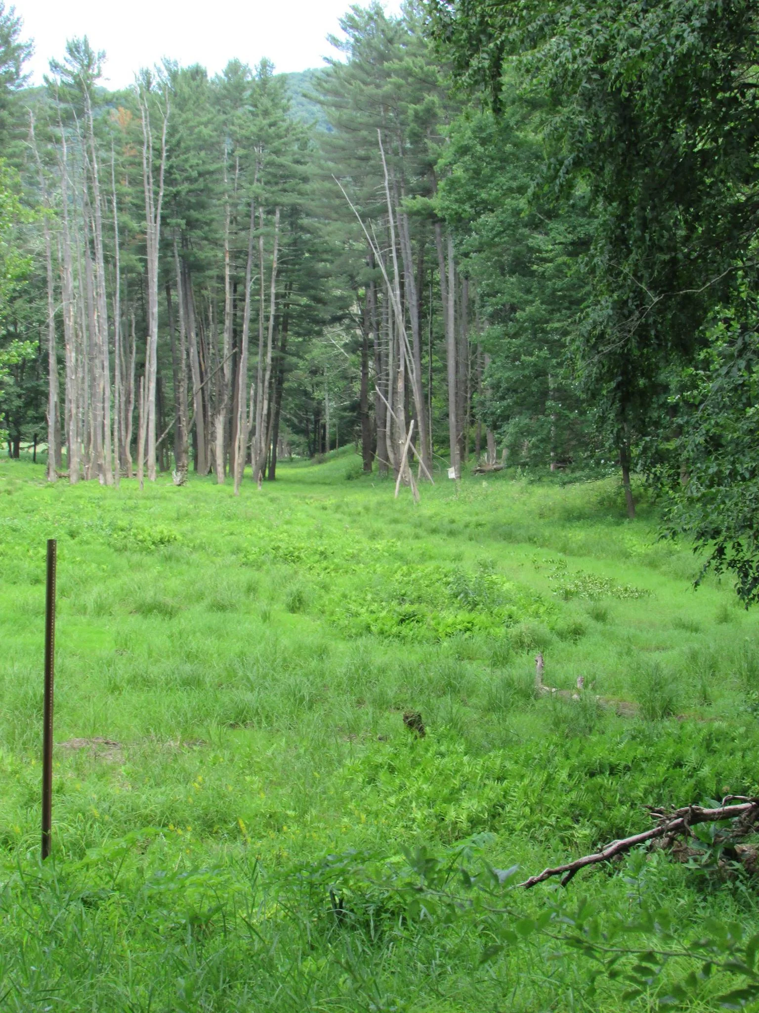 LittlePine_21.JPG