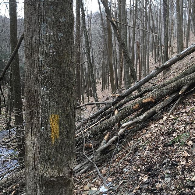 Trail work on the Hyner trails&mdash;Post Draft Hollow and Cleveland Hollow trails all open!! #patraildogs #hynerchallenge25k #trailworkwiththedogs