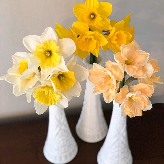 The daffodils are blooming and it feels so good to have fresh flowers in the house again. I&rsquo;m kind of obsessed with the &lsquo;Apricot Whirl&rsquo; variety on the right. What one is your favorite?