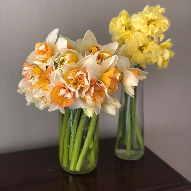 Look at these new daffodil varieties that are coming up this week! Candy Princess on the left and Sunny Side Up on the right. Candy Princess is throwing some tie-die vibes and I love it.