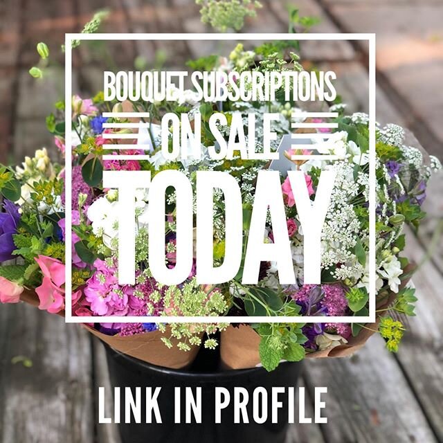 Happy Friday! Bouquet Subscriptions are on sale now. We have some fun new options this year! Head to our website to shop (link in profile). 🌸 💐
.
PS-they make great Mother&rsquo;s Day gifts 😉.
.
#bouquetsubscription #grownnotflown #flowerfarm #sma