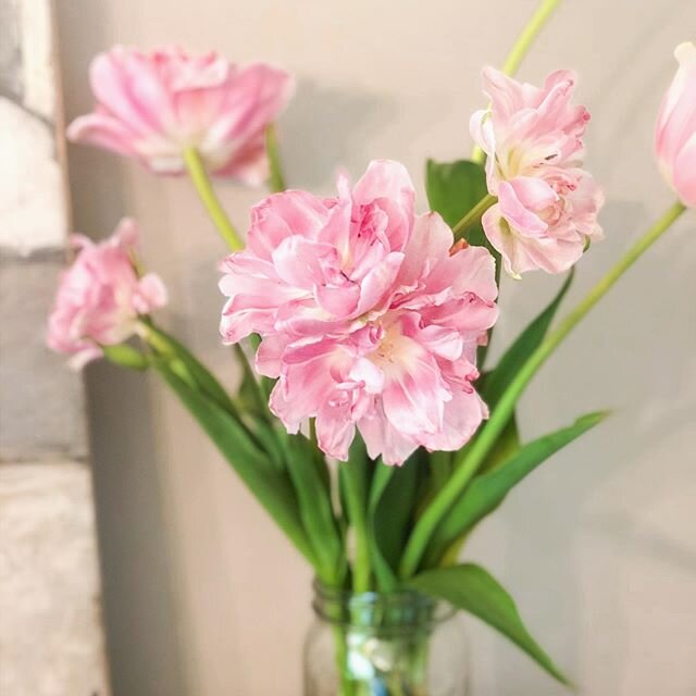 Tulips age so beautifully! I&rsquo;ve had these blooms in the house for almost a week and I love watching them change.
.
#tulips #flowerfarm #grownnotflown #bouquetsubscription #tulip #localflowers #locallygrown