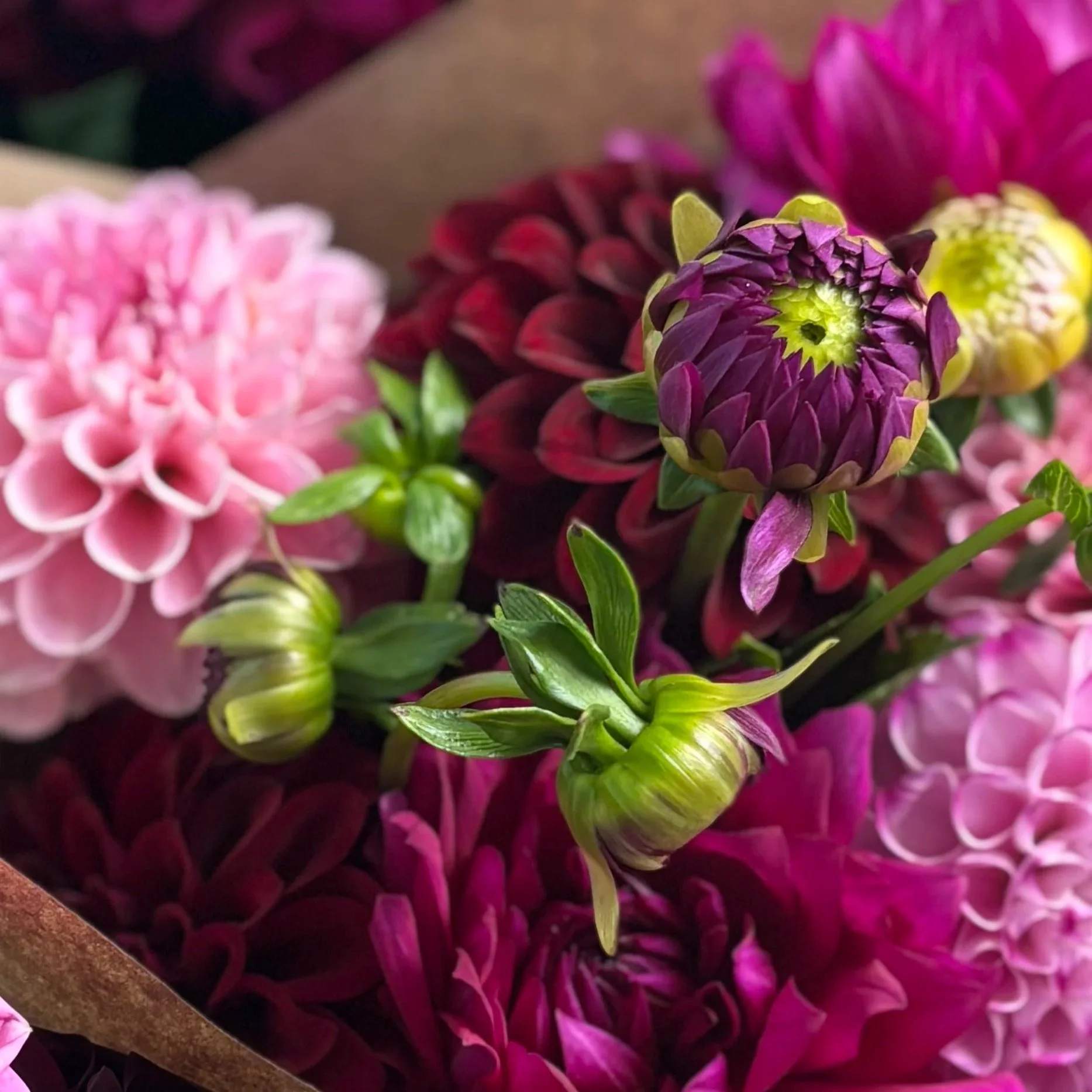 2026 Fall Flower Club Membership