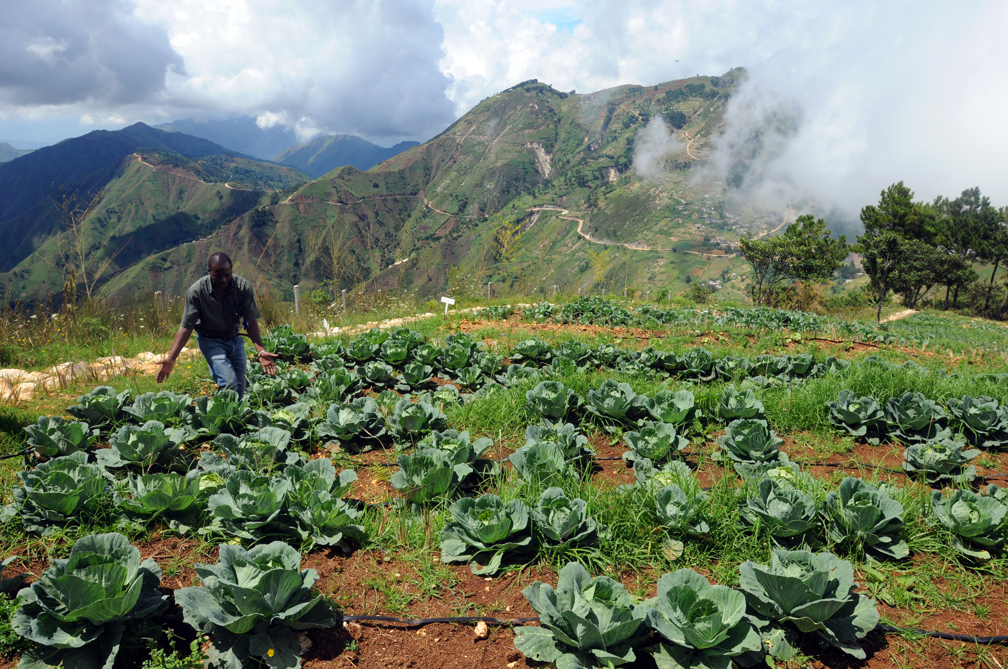 Amid_rows_of_cabbage,_Haiti.jpg