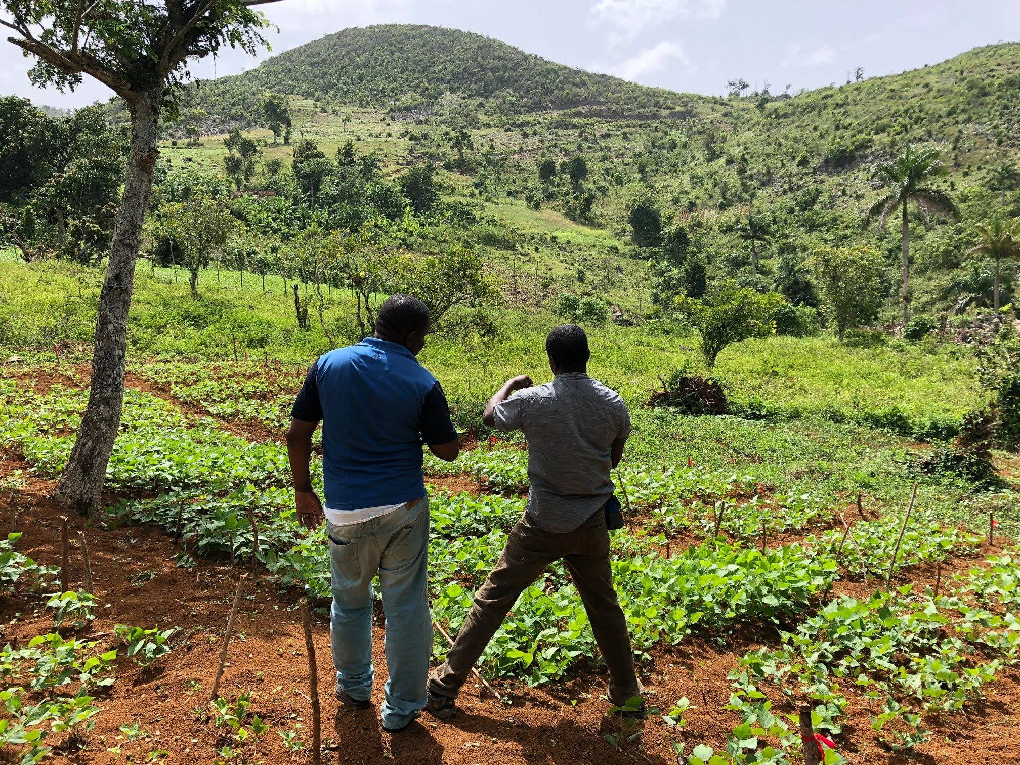 Duchity Pilot Bean Gardens A cooperative member with FIDA Agronomist, Legrand Charles