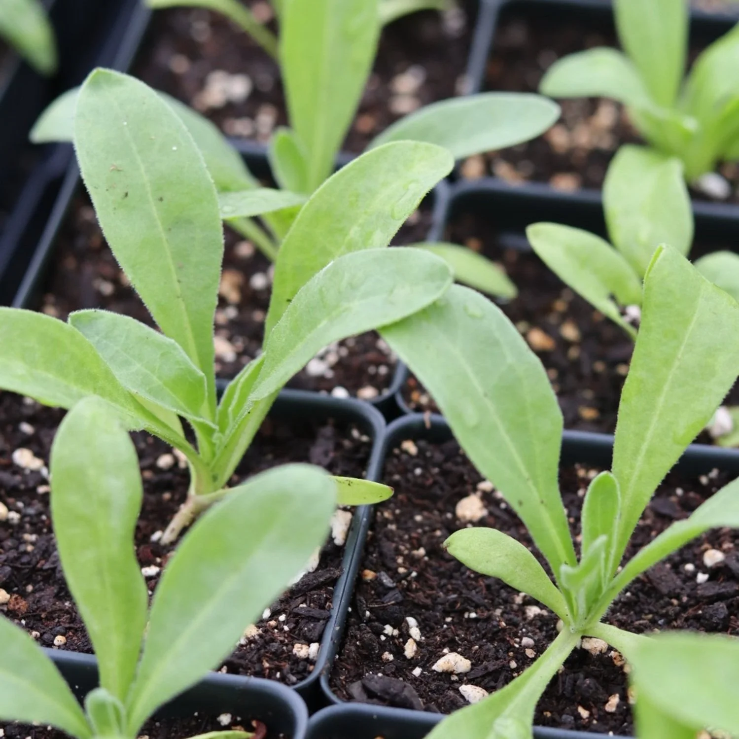 Calendula Flower Seedling