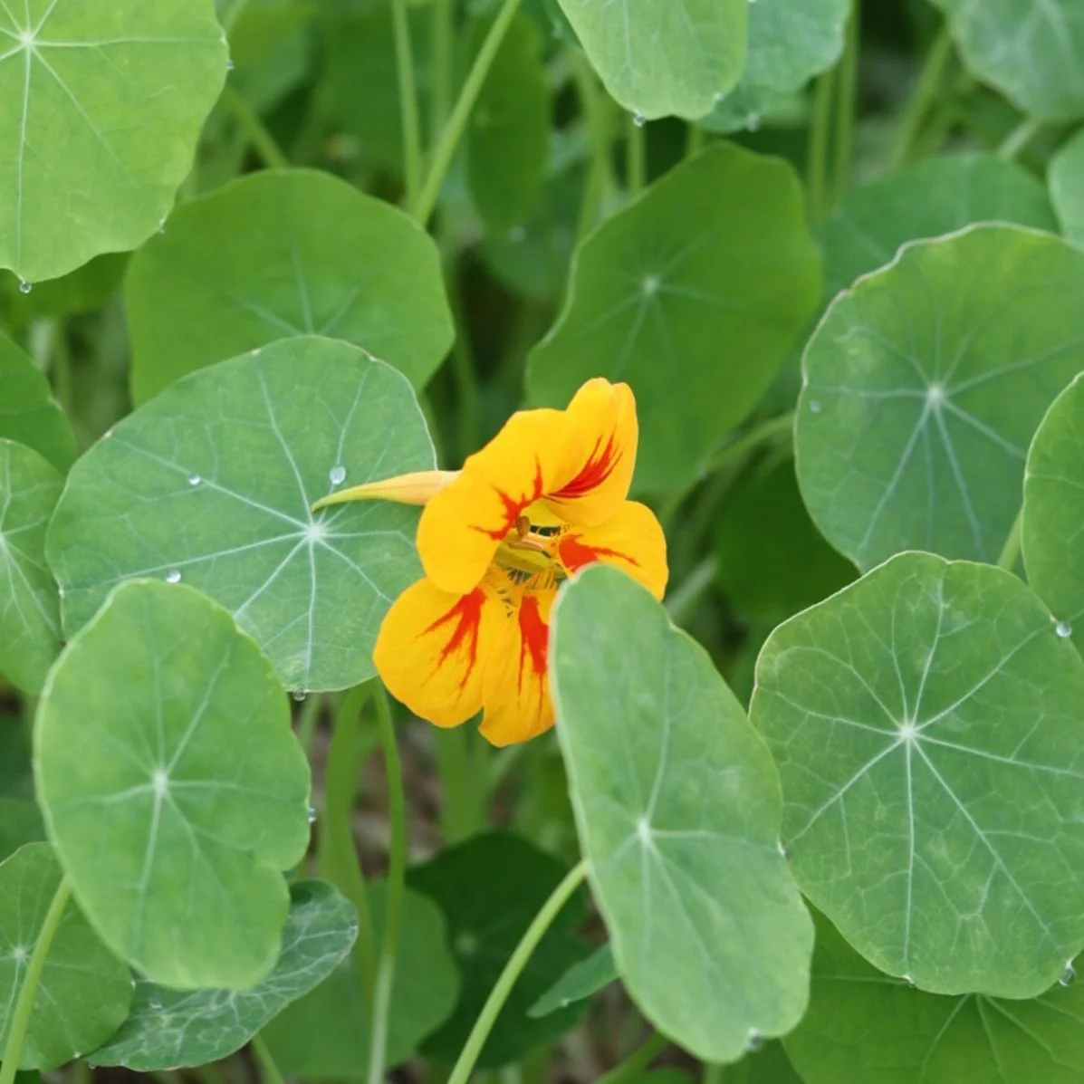 Nasturtium Flower Seedling