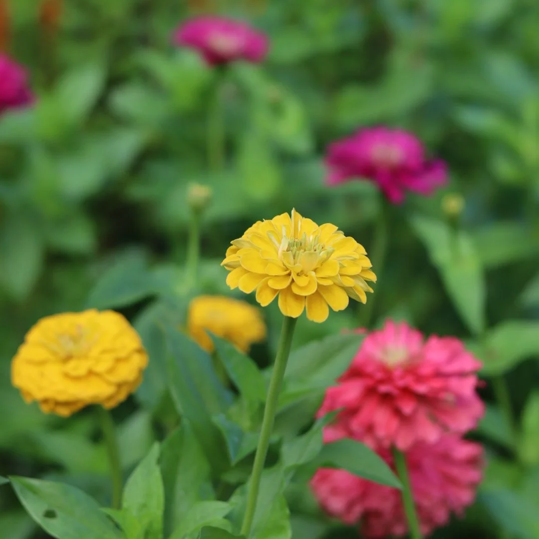 Zinnia Flower Mix Seedling