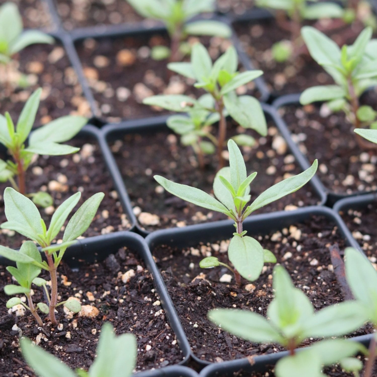 Summer Savory Herb Seedling