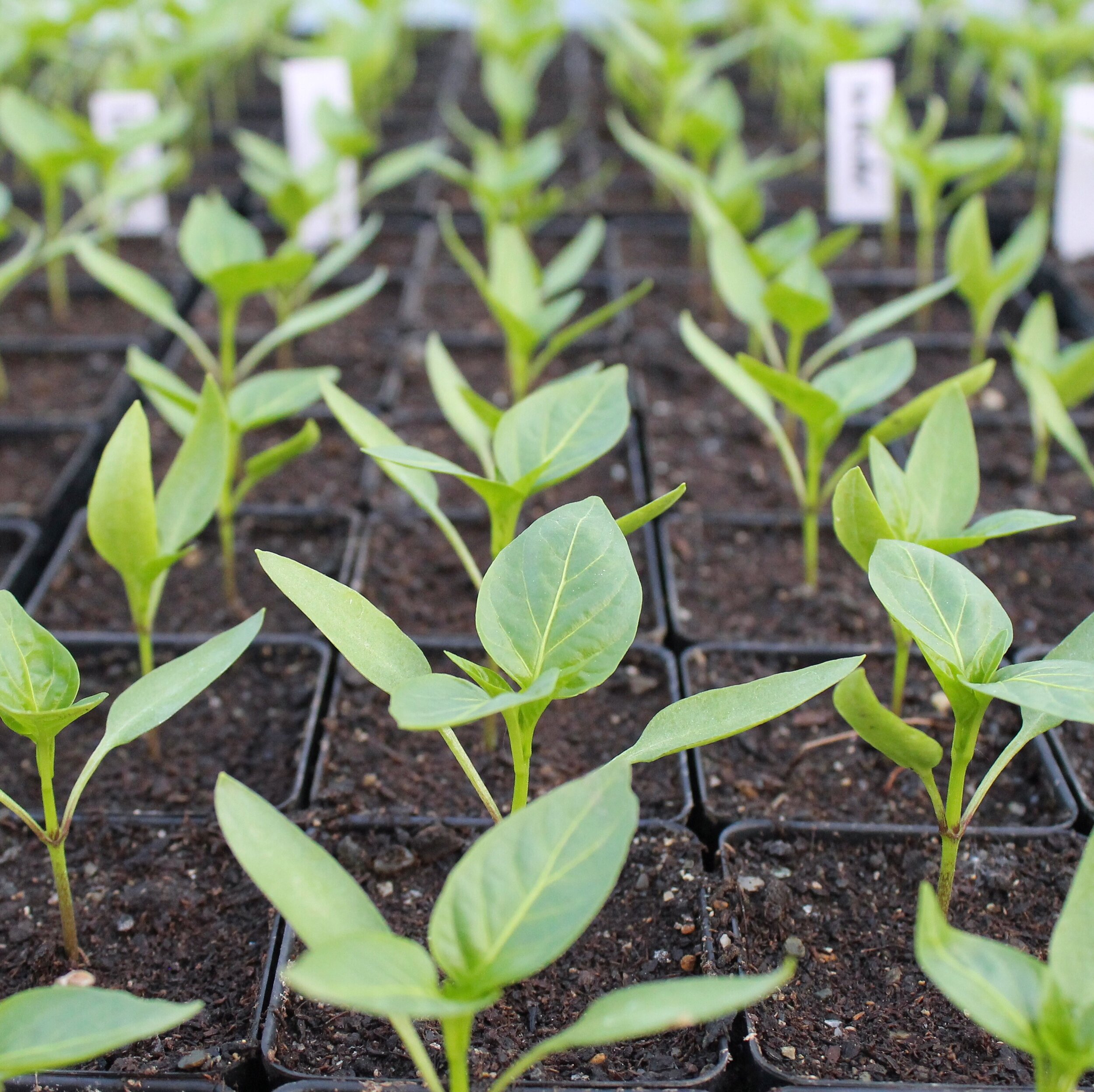 Hot and Hot-ish Pepper Plants
