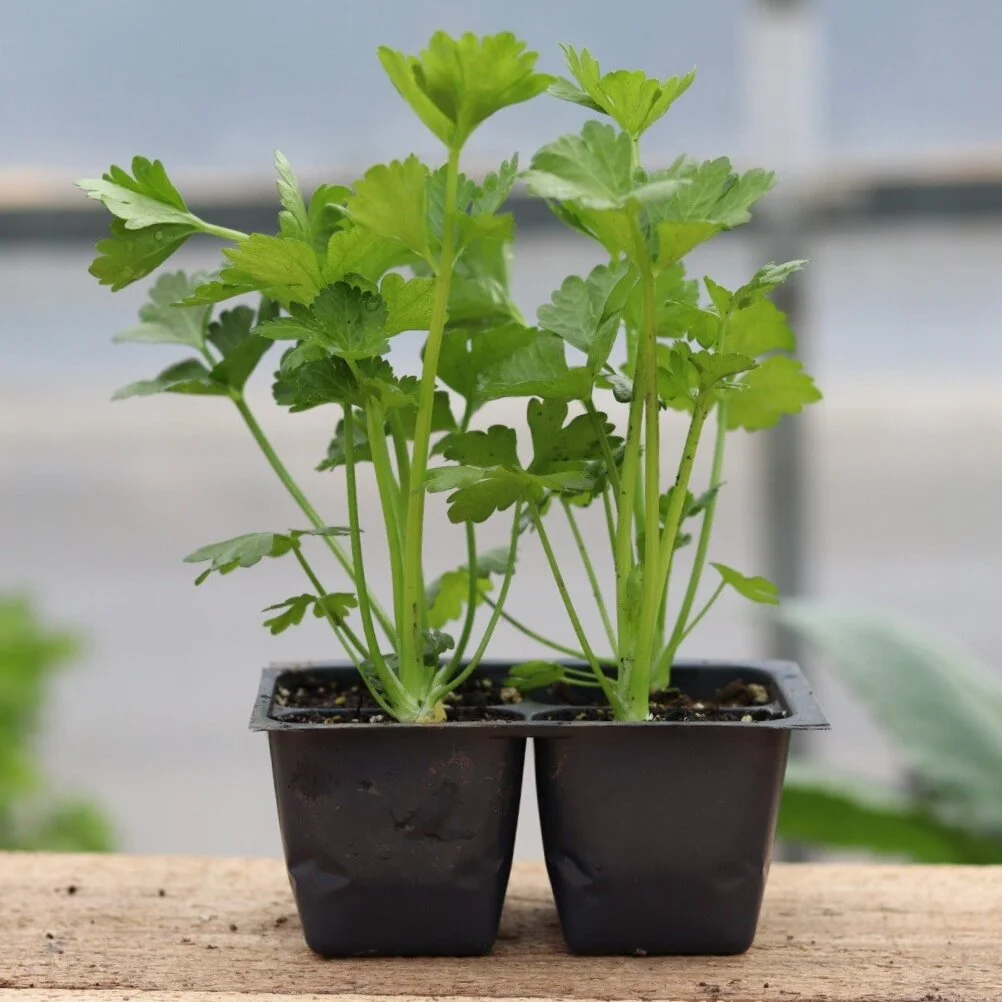 Celeriac Seedling (single plant)