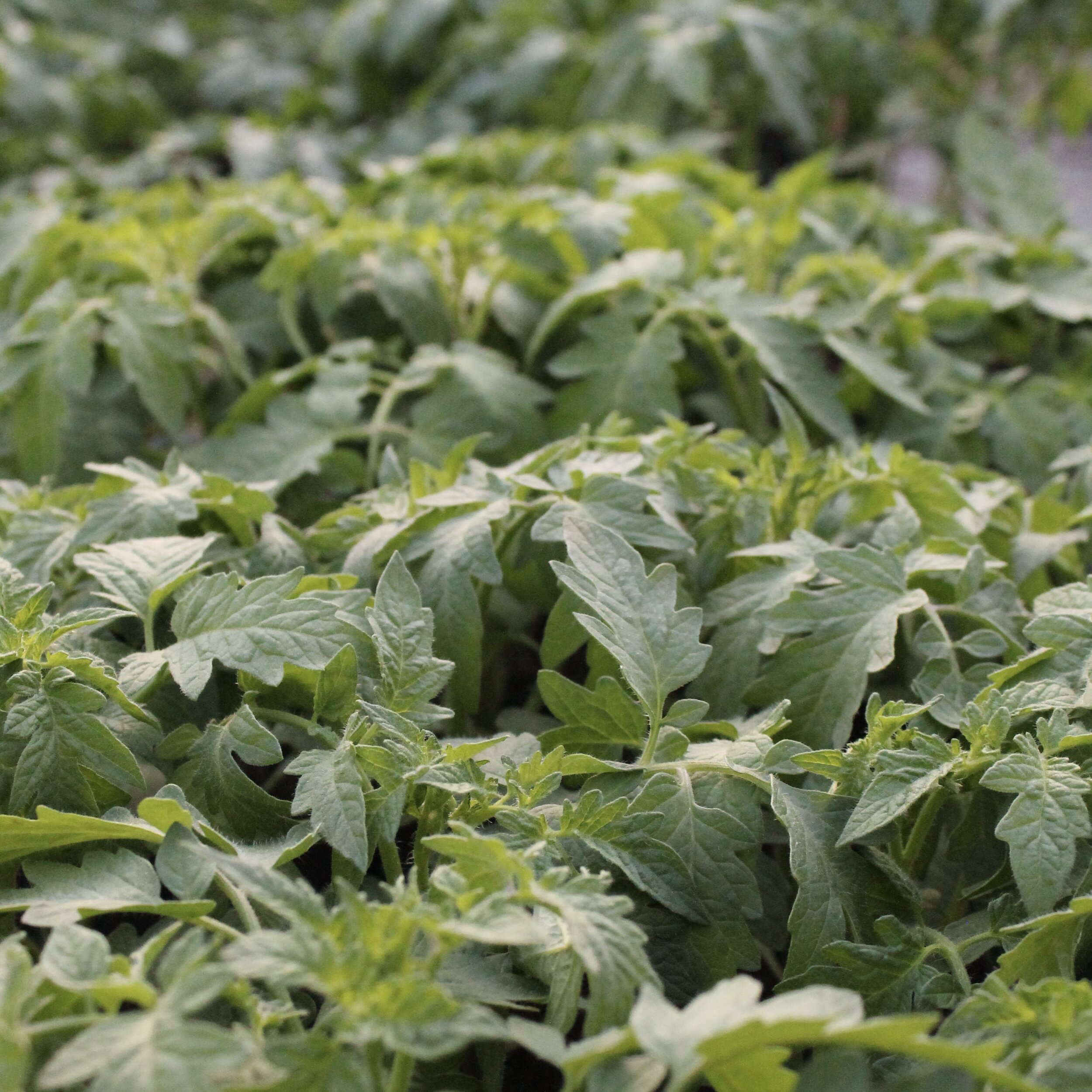 Tomato Plants
