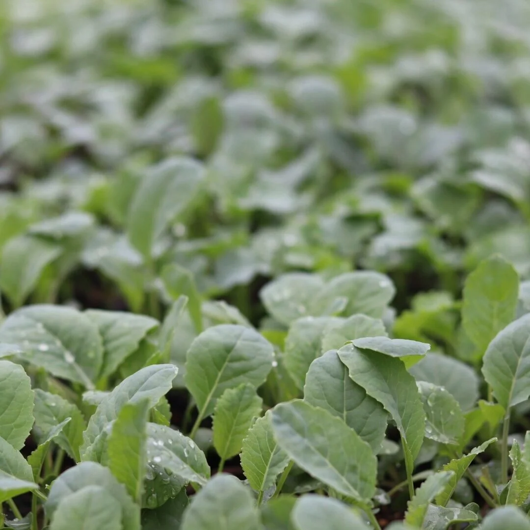 Green Cabbage Seedling