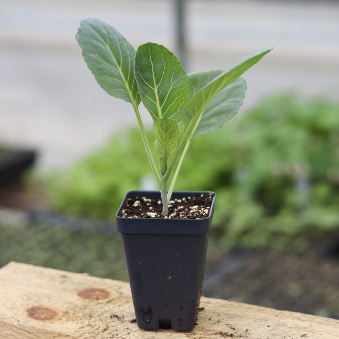 Collard Seedling