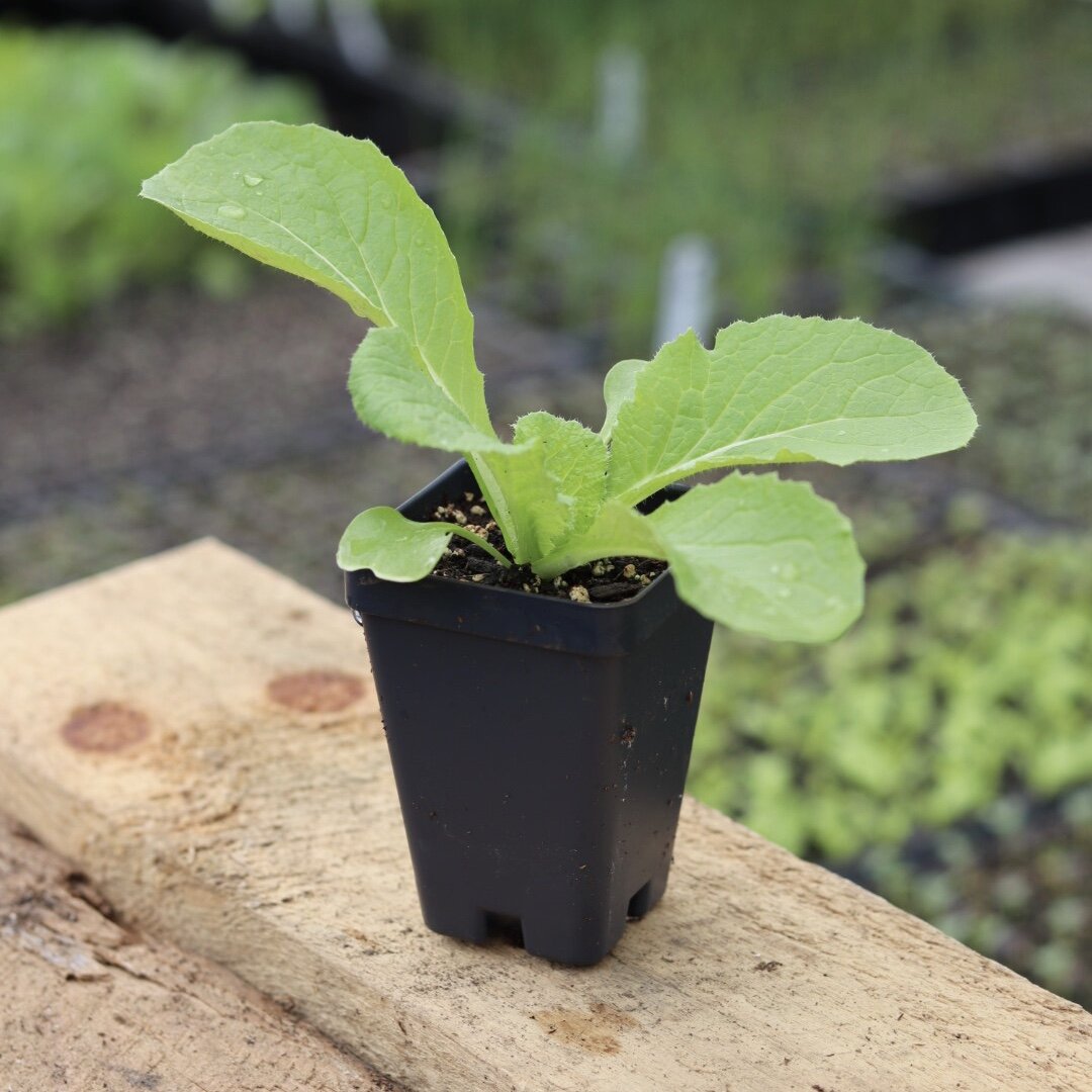 Napa Cabbage Seedling