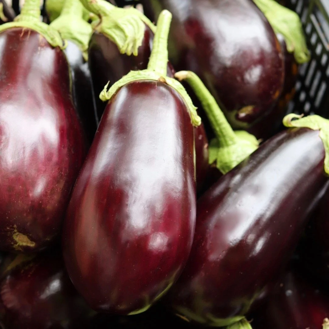 Black Globe Eggplant