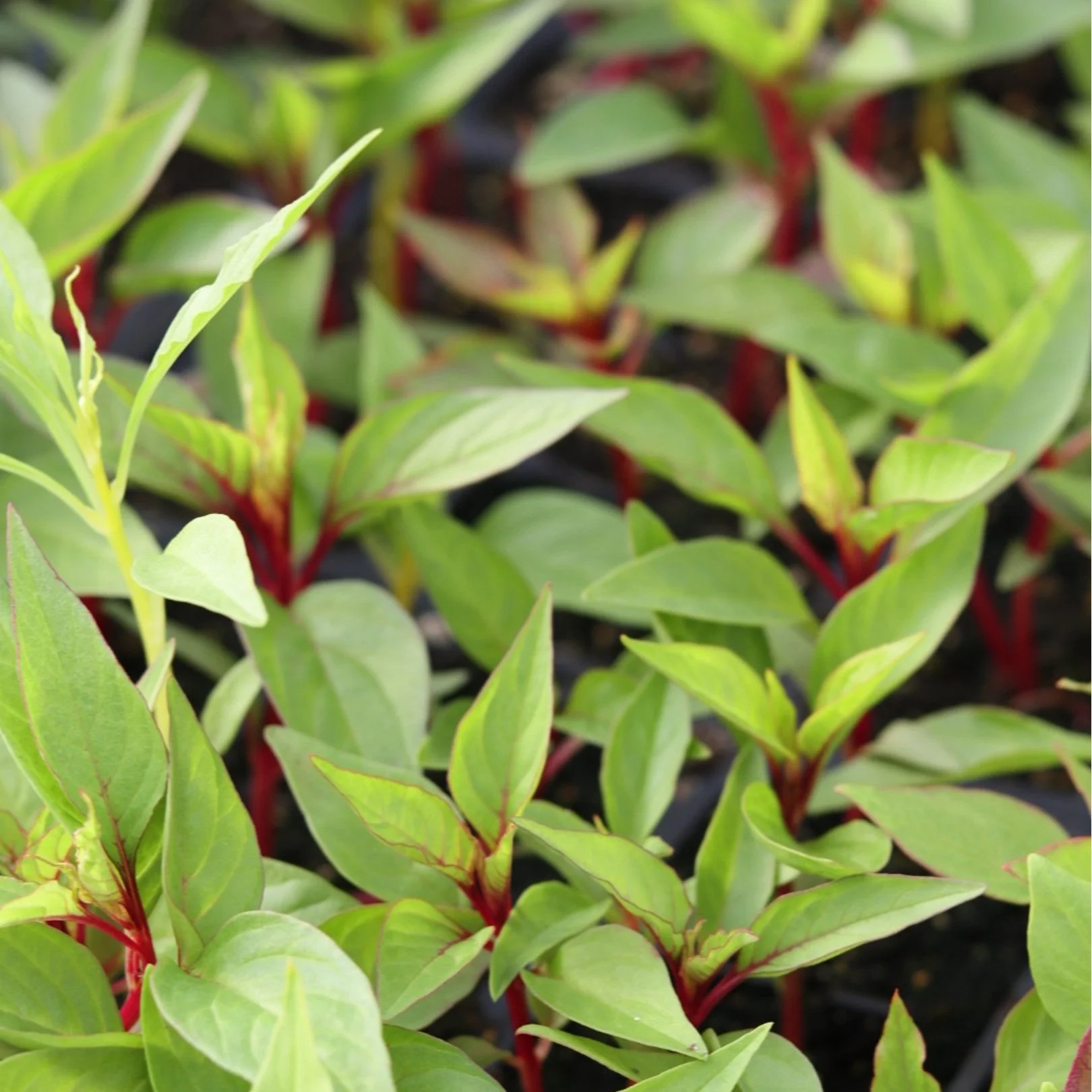 Celosia Flower Seedling