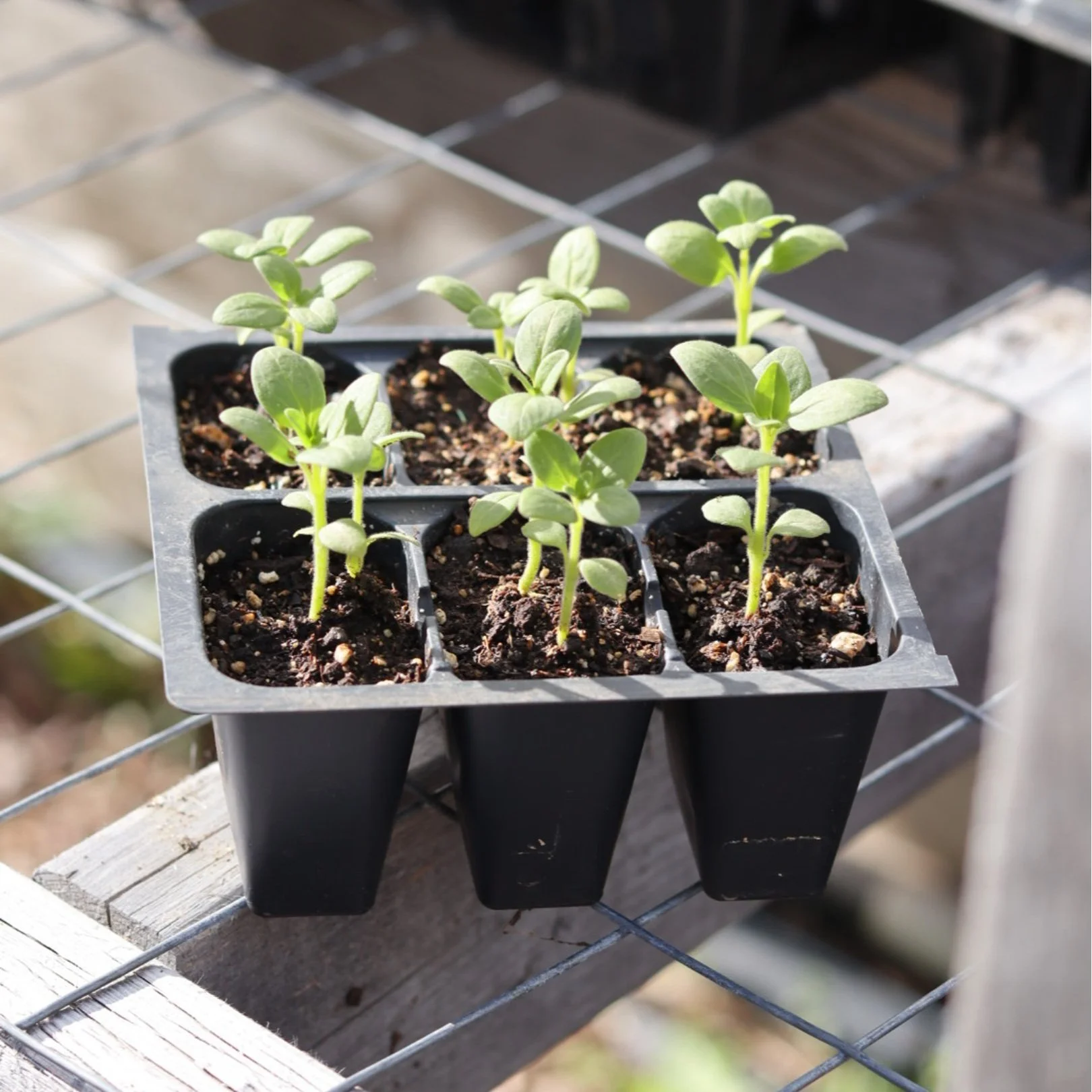 Snap Dragon Flower Seedlings (mixed 6-pack)