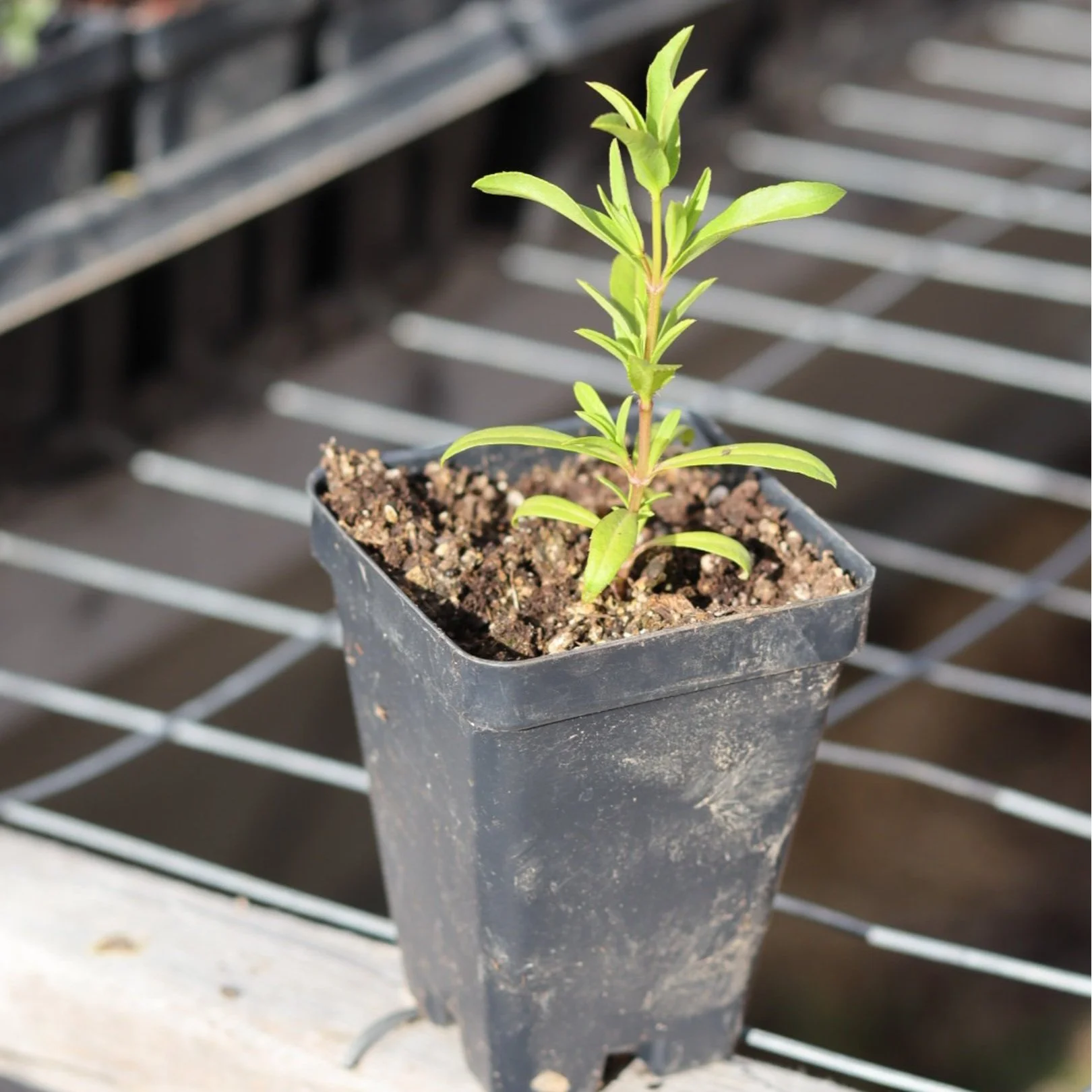 Mexican Mint Seedling
