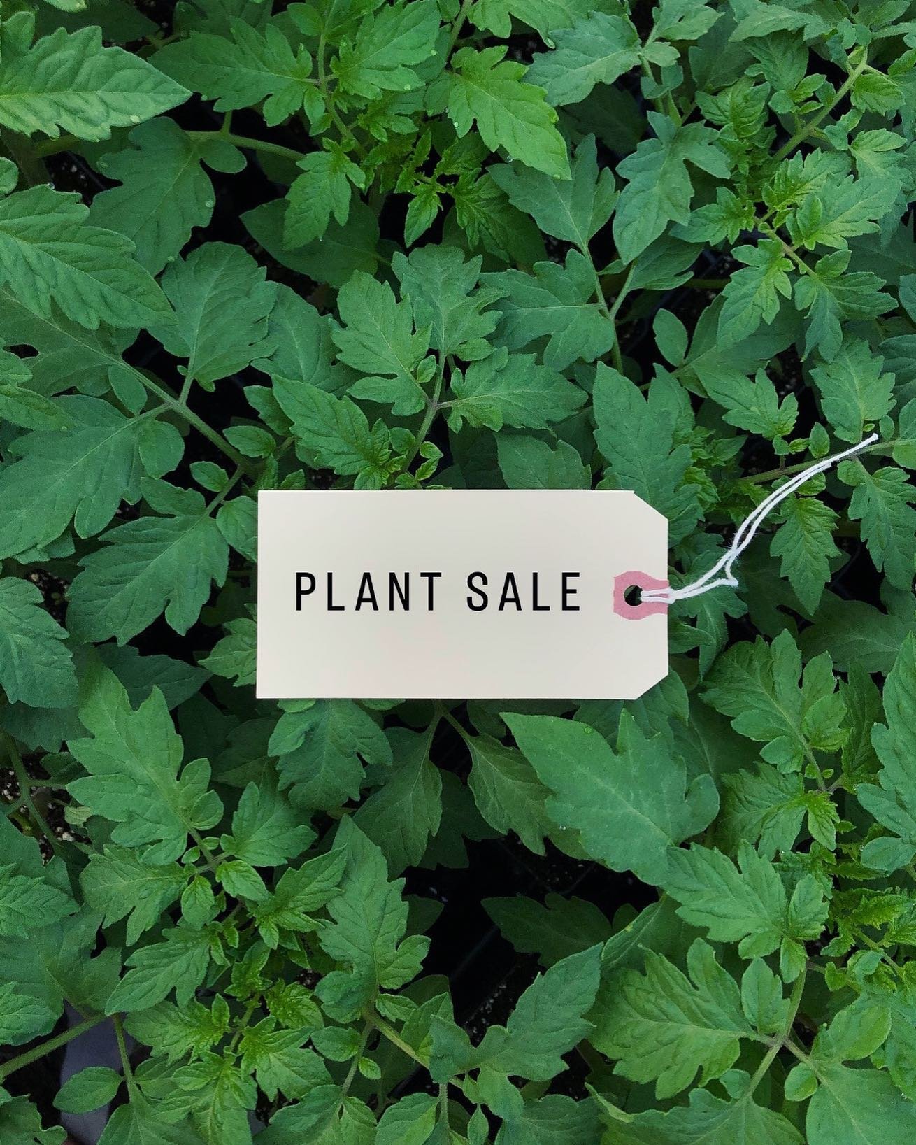 Join us for our annual Spring Plant Sale this Saturday, May 18th from 9-3 here on the farm in Troy, NY! Get everything you need for your vegetable, herb or flower garden. The plants are so healthy and perfect this year, come on out!!